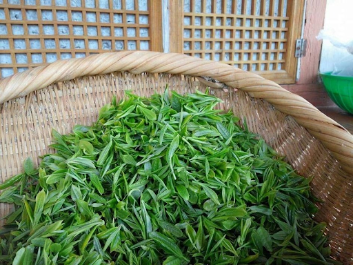 Растение зелен чай