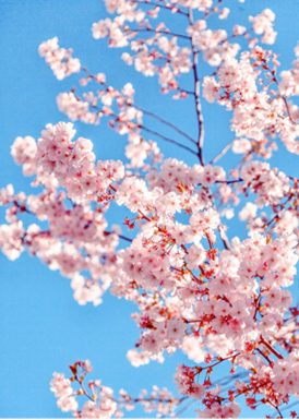 Detox for the four seasons