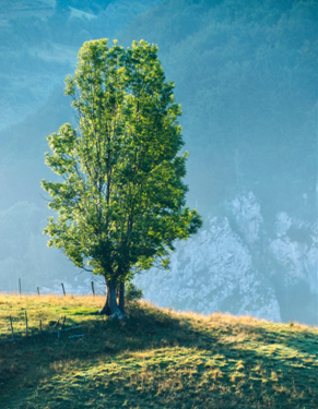 Detox for the four seasons