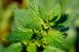 Detox with herbs and natural remedies