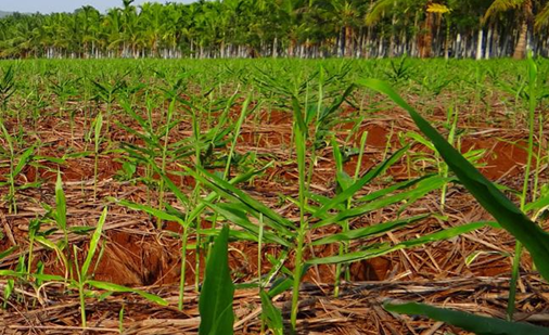 Ginger for weight loss?