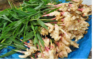 Ginger for weight loss?