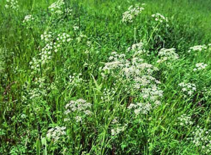 Cumin for weight loss?