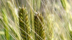 Einkorn - a healthy substitute for wheat