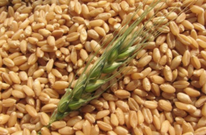 Einkorn - a healthy substitute for wheat