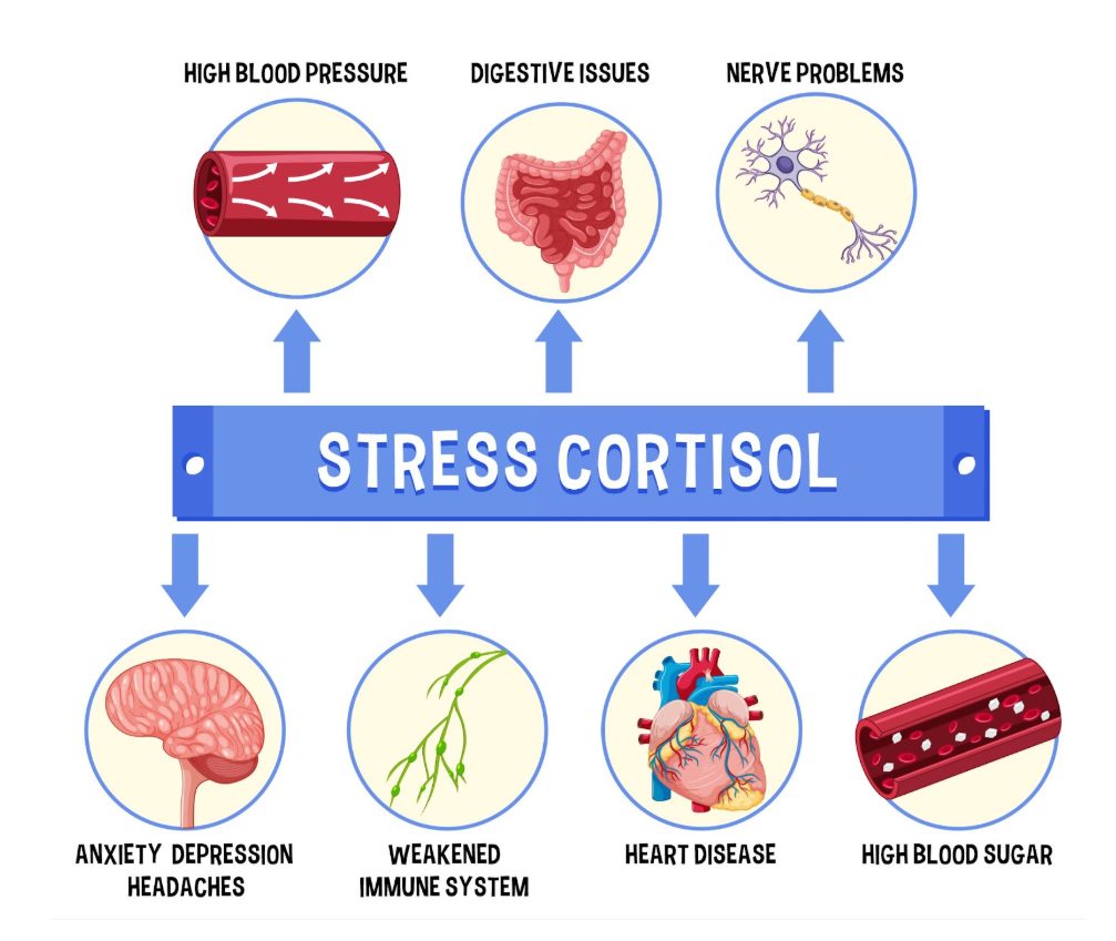 Схематично представяне на проблемите, до които води промяната в нивата на кортизола.